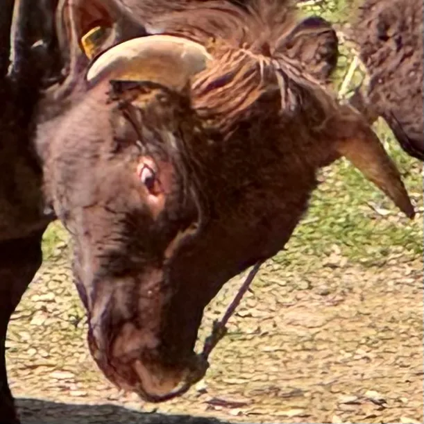 柿乃花おもいやり