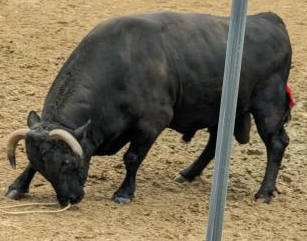 一颯（いぶき）