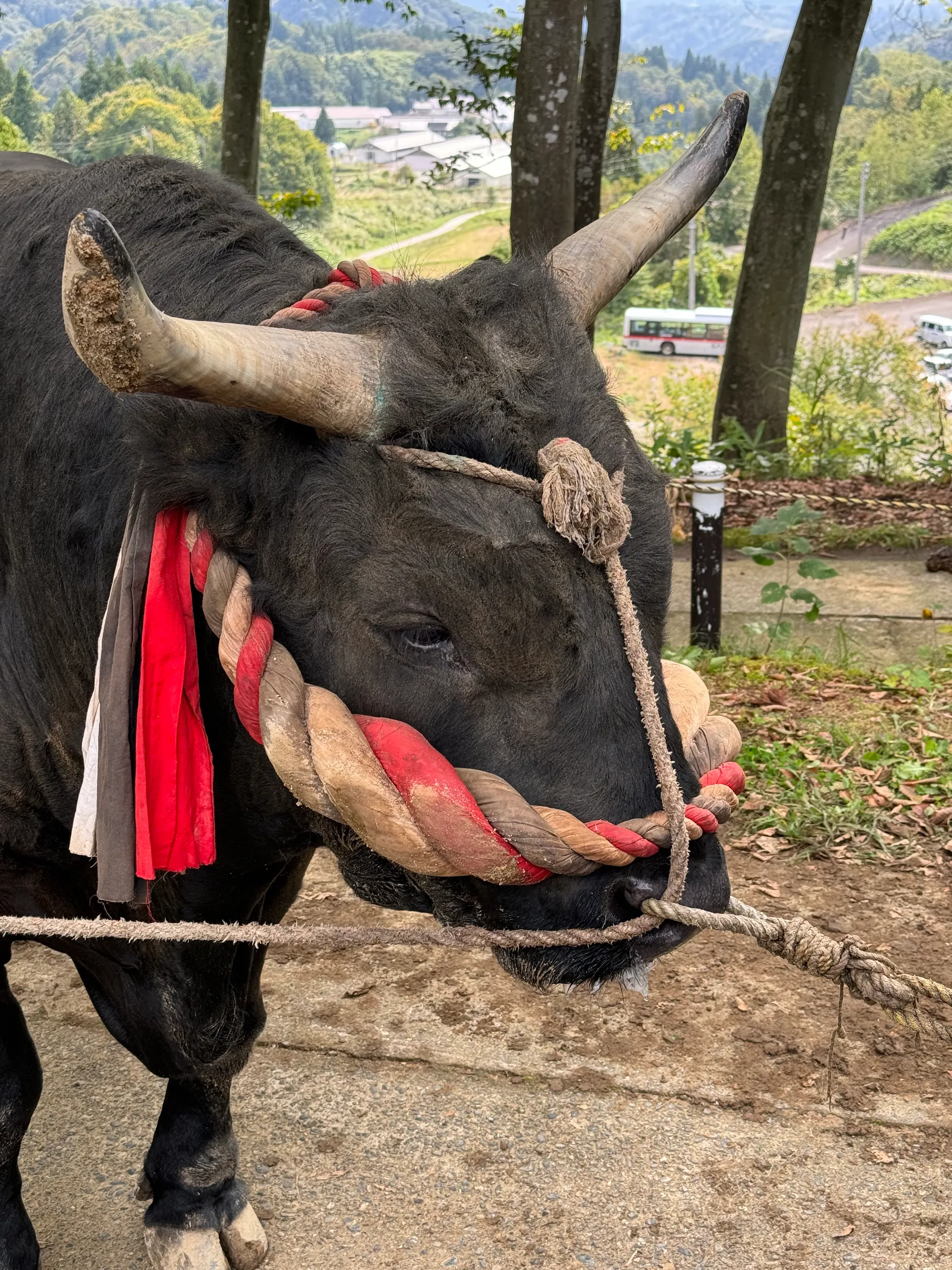 柿乃花ゴールド