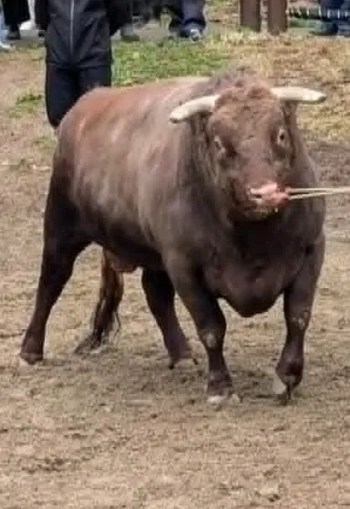 越鷲号