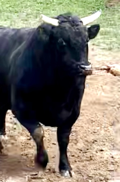 柿乃花威風堂々