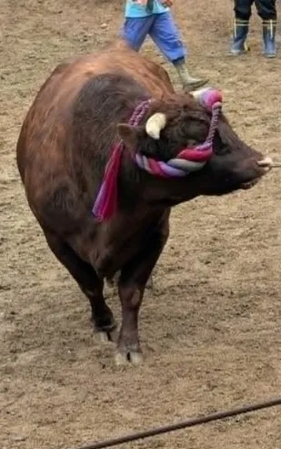 庄八