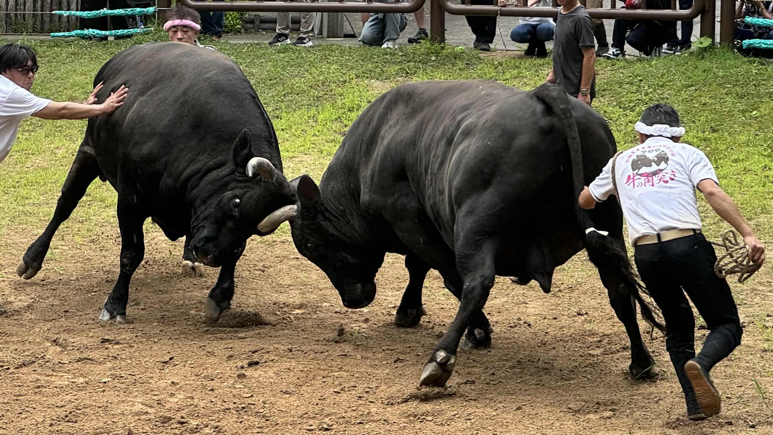 迫力満点の一戦。勢子も命がけ
